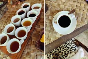 bali blog coffee plantation